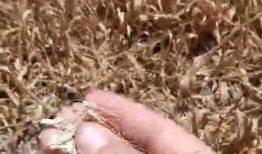 地瓜爆料视频在线观看,揭秘幕后真相，带你走进事件核心